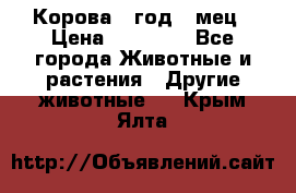 Корова 1 год 4 мец › Цена ­ 27 000 - Все города Животные и растения » Другие животные   . Крым,Ялта